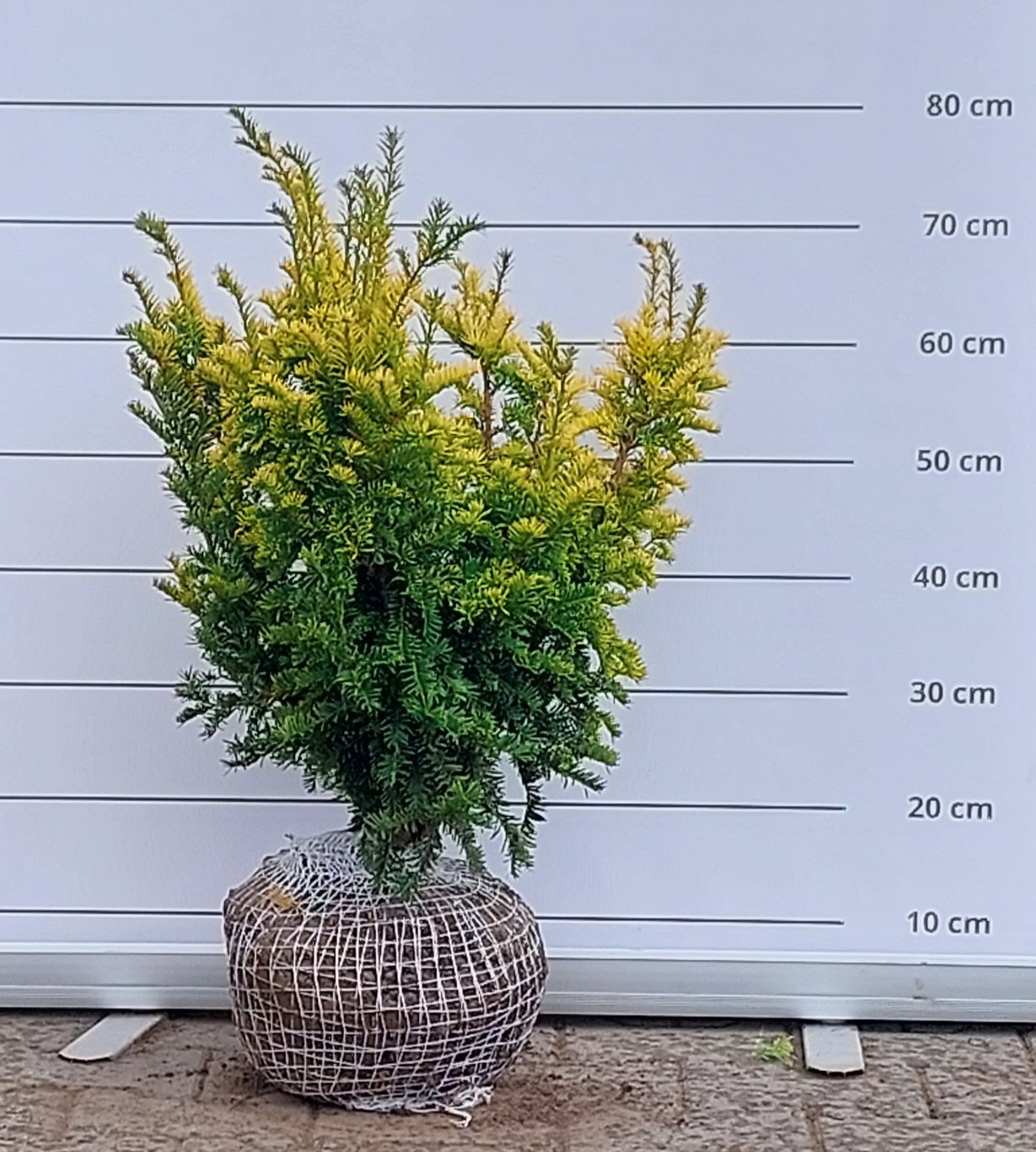 Taxus b. 'Semperaurea' - 50-60 CM RB